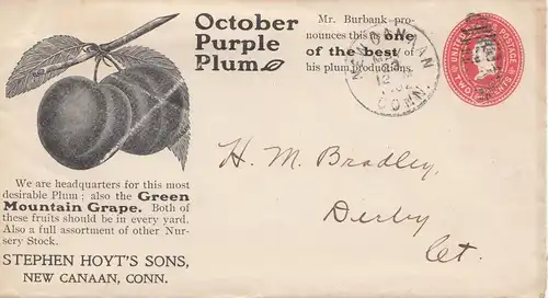 USA 1902: Mountain Grape, New Canaan, Conn to Derby, Purple Plum incl. bills