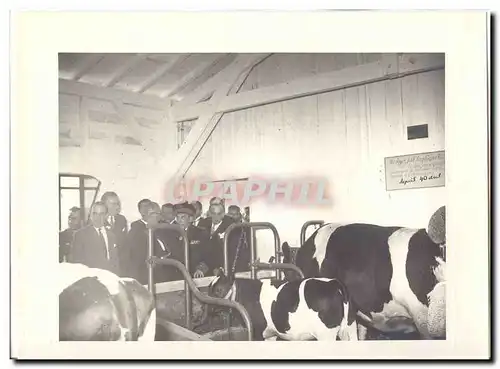 PHOTO Voyage officiel de Mr le President de la Republique a Bordeaux 13 juin 1948 Auriol bovins