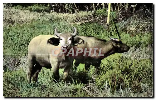 Cartes postales Faune Africaine Couple de jeunes Buffles