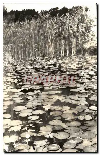 Cartes postales Oradea Baile I Mai Lacul cu nuferi Roumanie Rumania