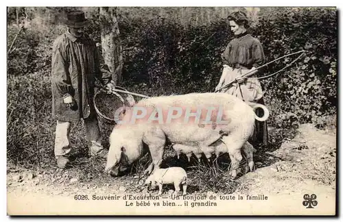 Cartes postales Souvenir d Excursion Un bonjour de toute la Famille Le bebe va bien il grandira Cochon Pig