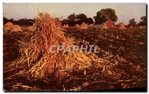 Cartes postales Golden Harvest