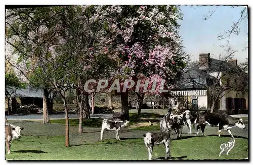 Cartes postales La Normandie Pommiers en Fleurs et Poiriers Vaches