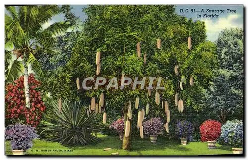 Cartes postales A Sausage Tree in Florida