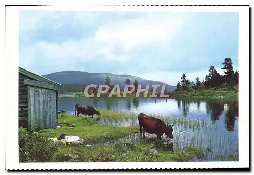 Cartes postales moderne Norge Fjellbeite Ved Lemonsjoen