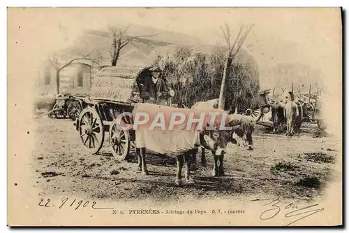 Cartes postales Folklore Pyrenees Attelage du pays Boeufs