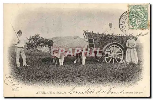 Cartes postales Folklore Attelage de boeufs