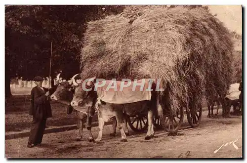 Cartes postales Attelage paysan Boeufs