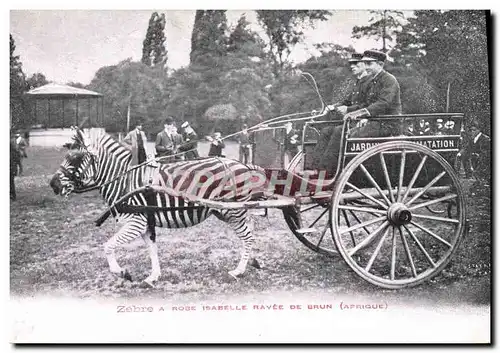 Cartes postales Attelage Zebre a Robe Isabelle rayee de brun Afrique Jardin d&#39acclimatation Paris