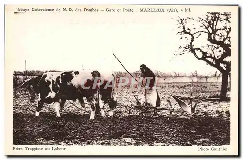 Cartes postales Attelage Boeufs Abbaye cistercienne de ND des Dombes Marlieux Frere trappiste au labour