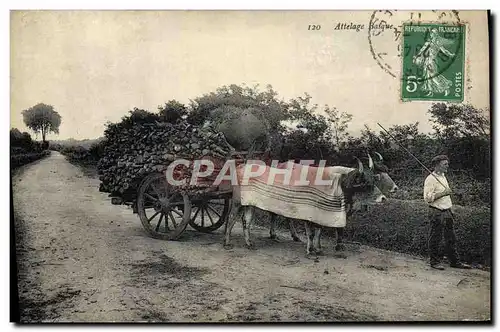 Cartes postales Folklore Attelage basque Boeufs