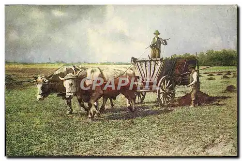 Cartes postales Folklore Attelage Boeufs