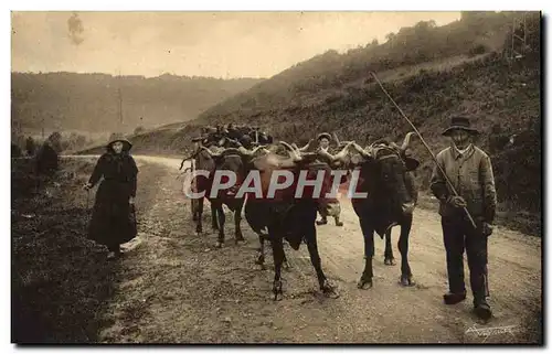 Cartes postales Folklore Auvergne Charrot du bois de chauffage