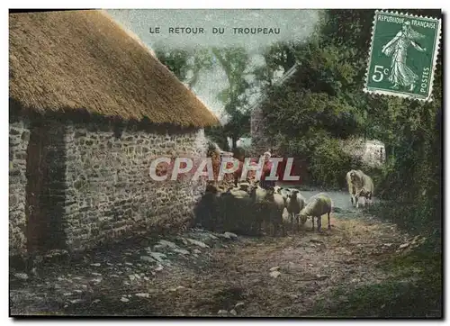 Cartes postales Folklore Le retour du troupeau Moutons