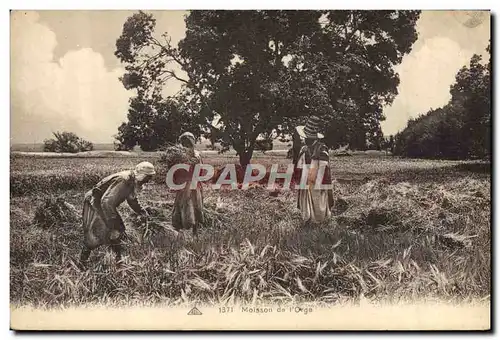 Cartes postales Folklore Moisson de l&#39orge