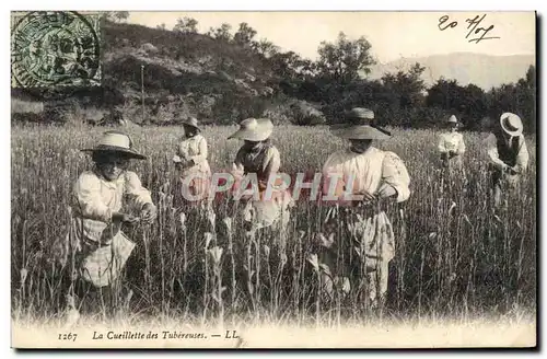 Cartes postales Folklore La cueillette des Tubereures