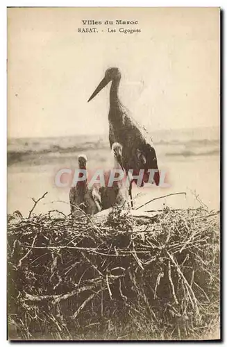 Cartes postales Villes du Maroc Rabat Les cigognes