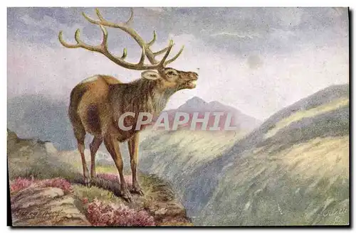 Cartes postales Chasse Cerf