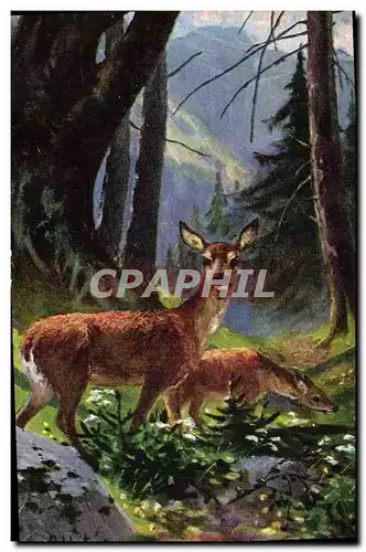 Cartes postales Chasse Biche