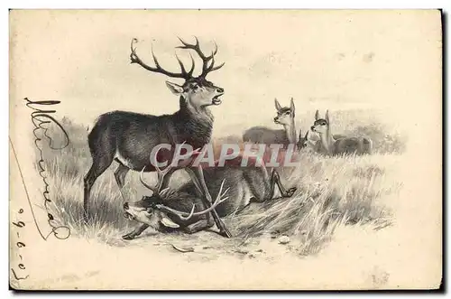 Cartes postales Chasse Cerf