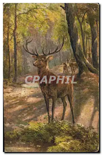 Cartes postales Chasse Cerf