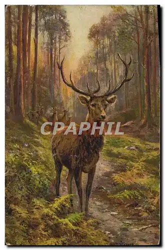 Cartes postales Chasse Cerf