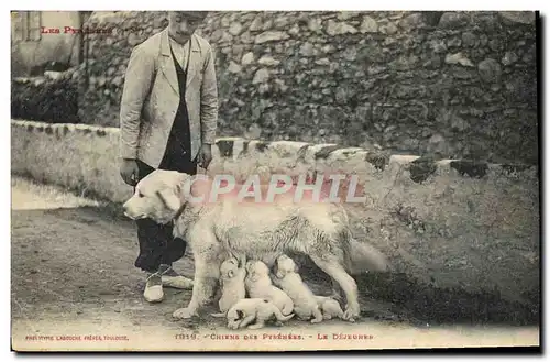 Cartes postales Chiens des Pyrenees le dejeuner Chien