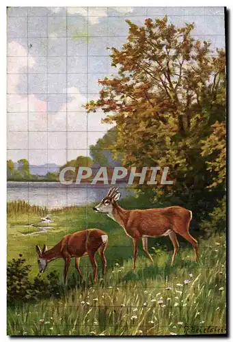 Cartes postales Chasse Biche