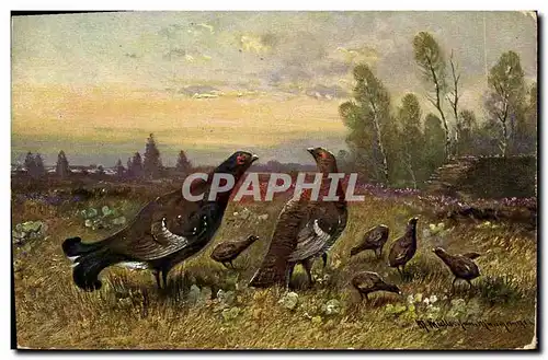 Cartes postales Chasse Perdrix