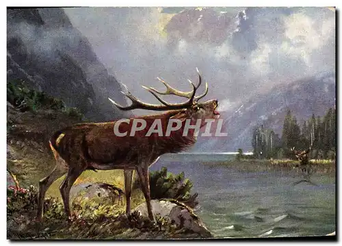 Cartes postales Chasse Cerf