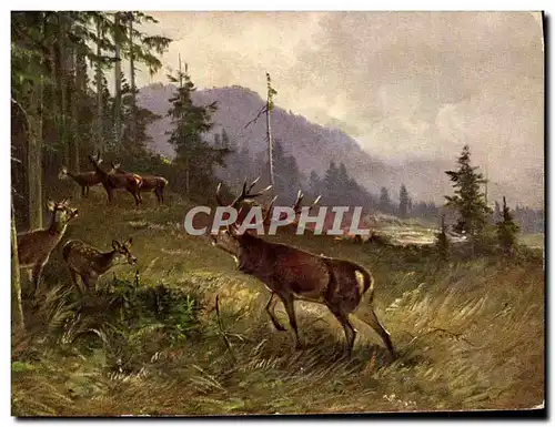 Cartes postales Chasse Cerf