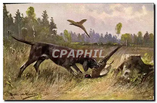 Cartes postales Chasse Chien Perdrix