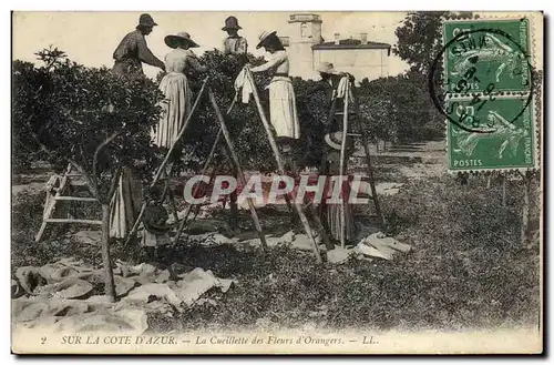 Cartes postales Cueillette des fleurs d&#39orangers Cote d&#39Azur