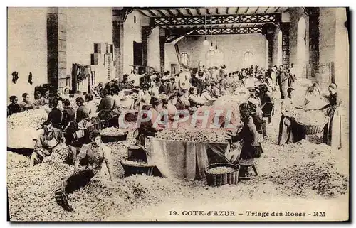 Cartes postales Cueillette Triage des roses Cote d&#39Azur