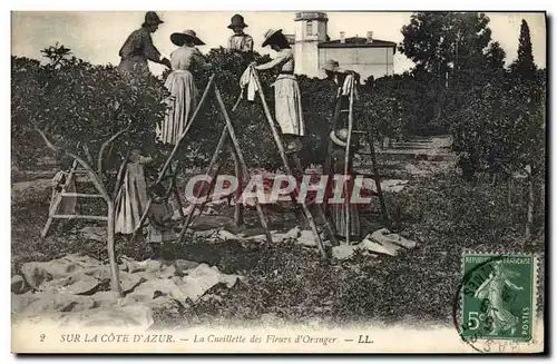 Cartes postales Cueillette des fleurs d&#39oranger Cote D&#39Azur