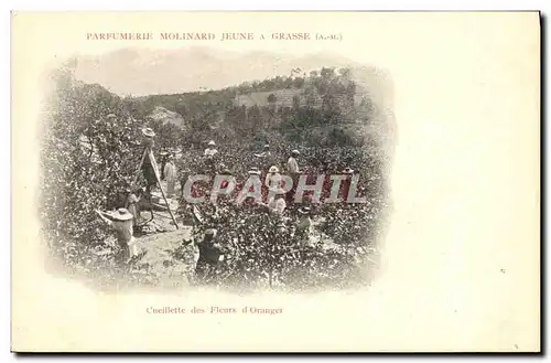 Cartes postales Cueillette des fleurs d&#39oranger Parfurmerie Molinard Jeune a Grasse