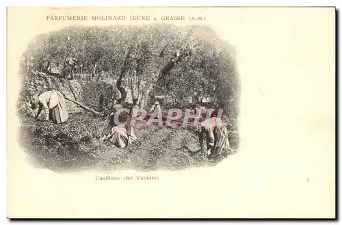 Cartes postales Cueillette des violettes Parfurmerie Molinard Jeune a Grasse