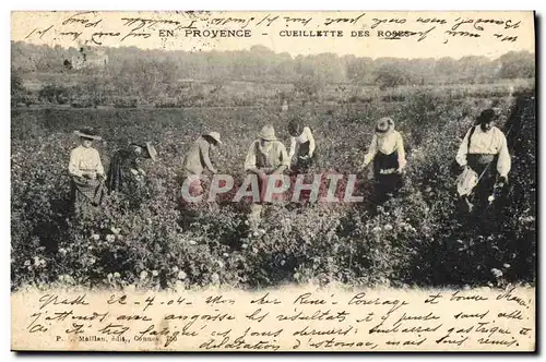 Cartes postales Cueillette des roses En Provence