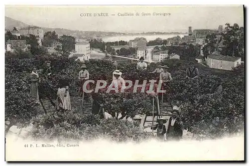 Cartes postales Cueillette de fleurs d&#39oranger Cote d&#39Azur