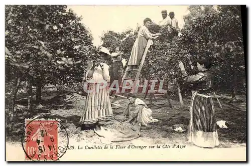 Cartes postales Cueillette de la fleur d&#39oranger sur la Cote d&#39Azur