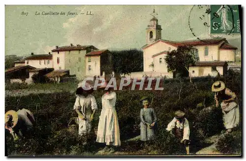 Cartes postales Cueillette des fleurs