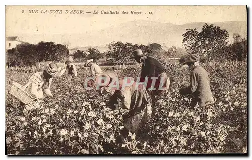 Cartes postales Cueillette des roses Cote d&#39Azur