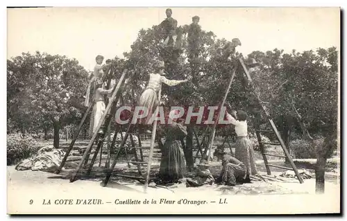 Cartes postales Cueillette de la fleur d&#39oranger Cote d&#39Azur