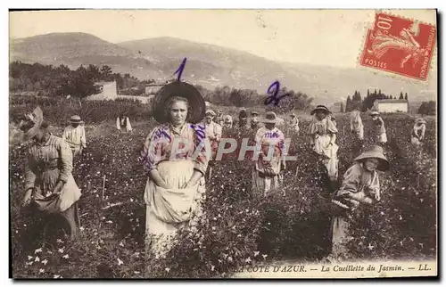 Cartes postales Cote d&#39Azur La Cueillette du jasmin