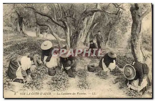 Cartes postales Cote d&#39Azur Cueillette des violettes