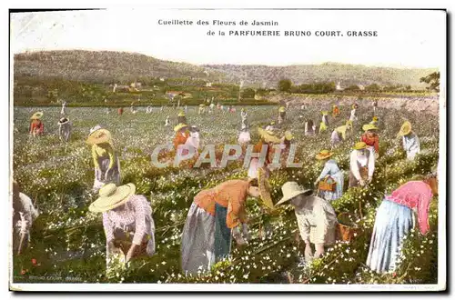 Cartes postales Cueillette des fleurs de Jasmin Parfumeroie Bruno Court Grasse