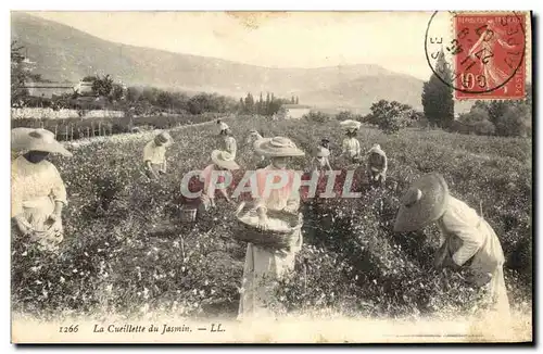 Cartes postales Cueillette des Jasmins