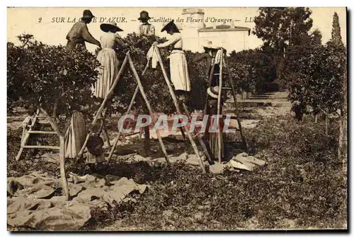 Cartes postales Cote d&#39Azur Cueillette des fleurs d&#39orangers