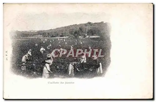 Cartes postales Cueillette des jasmins