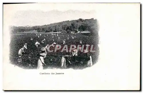 Cartes postales Cueillette des jasmins